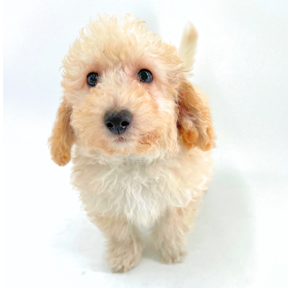 Male Bichapoo Puppy for Sale in Marietta, GA