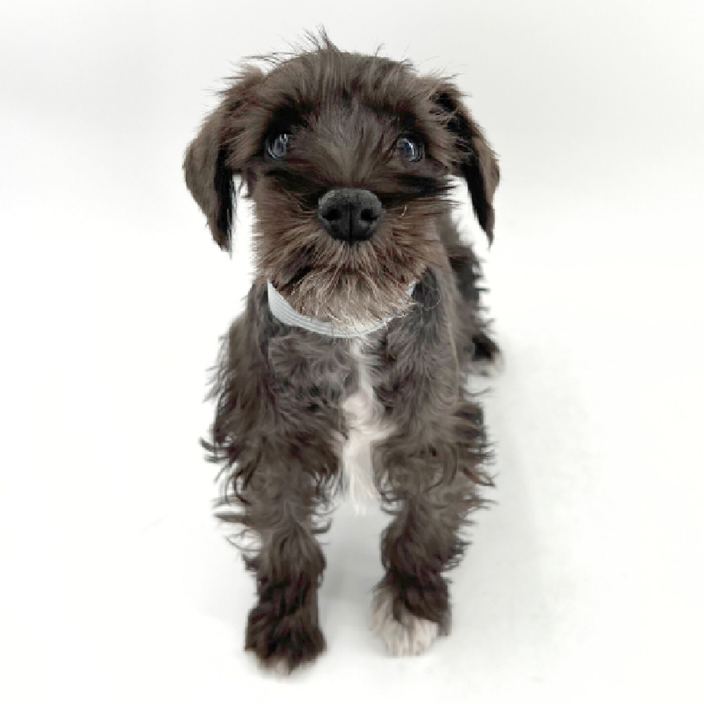 Female Mini Schnauzer Puppy for Sale in Marietta, GA