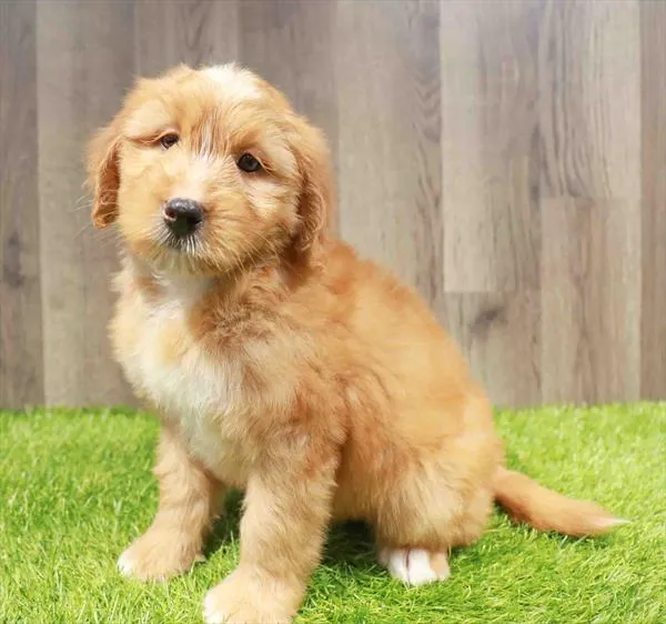 Mini Bernedoodle image
