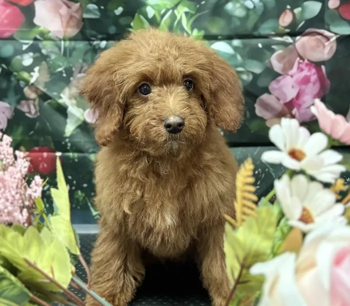 Goldendoodle Mini 2nd Gen image