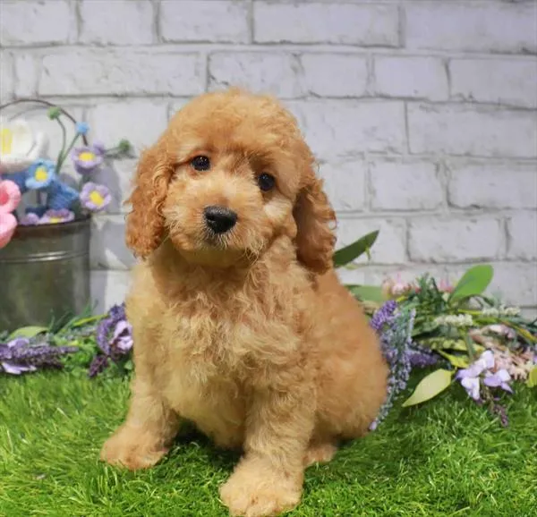 Female 2Nd Gen Cockapoo puppy for sale at Puppy Station GA.