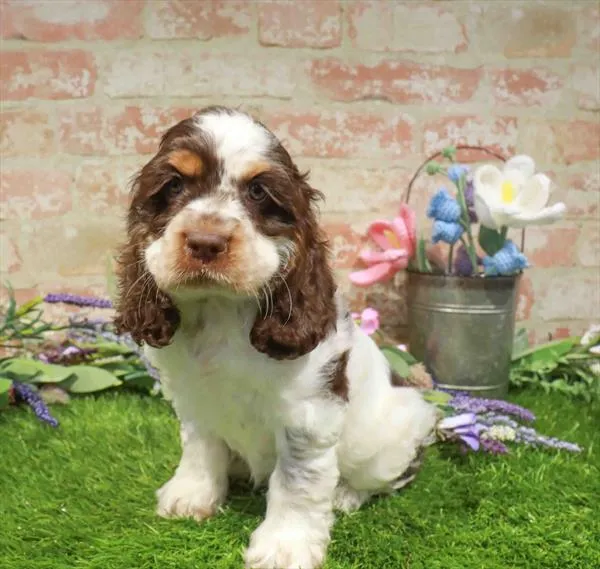 Male Cocker Spaniel puppy for sale at Puppy Station GA.