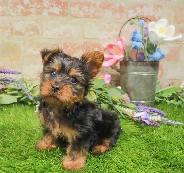 Male Silky Terrier puppy for sale at Puppy Station GA.