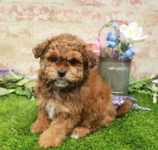 Male Shipoo puppy for sale at Puppy Station GA.