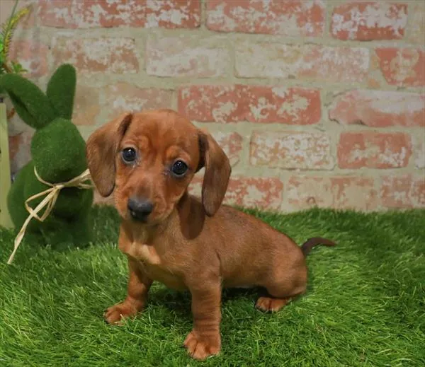 Female Dachshund puppy for sale at Puppy Station GA.
