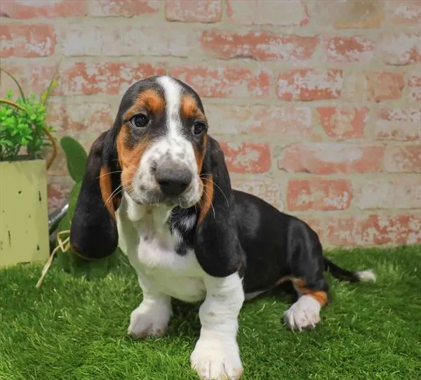 Male Basset Hound puppy for sale at Puppy Station GA.