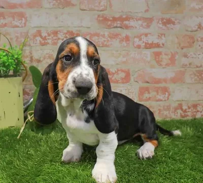 Male Basset Hound puppy for sale at Puppy Station GA.