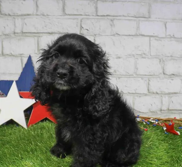 Male Cocker Spaniel puppy for sale at Puppy Station GA.