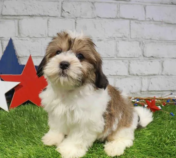 Male Teddy Bear puppy for sale at Puppy Station GA.
