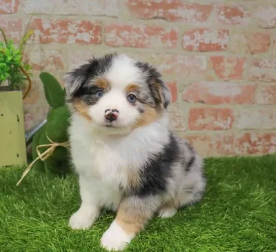 Male Toy Australian Shepherd puppy for sale at Puppy Station GA.