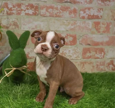 Male Boston Terrier puppy for sale at Puppy Station GA.
