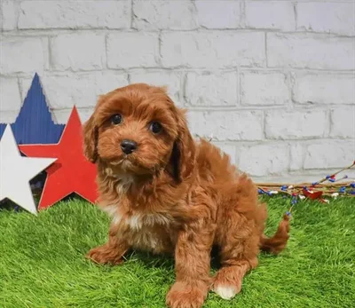 Female Cavapoo puppy for sale at Puppy Station GA.