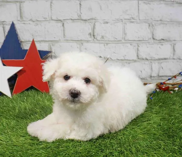 Male Bichon puppy for sale at Puppy Station GA.
