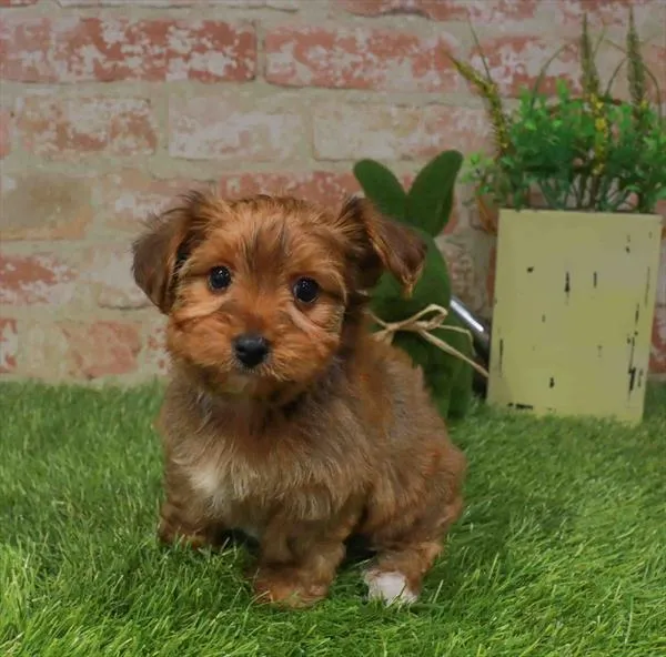 Male Yorkie puppy for sale at Puppy Station GA.