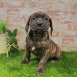 Male Cane Corso puppy for sale at Puppy Station GA.