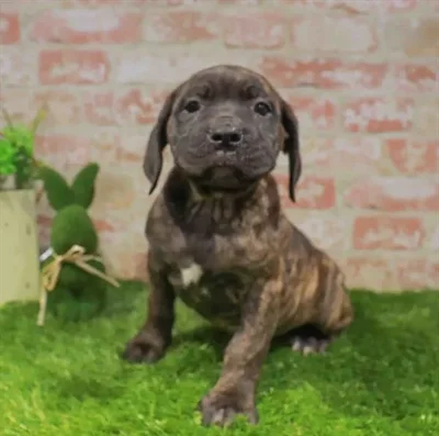 Male Cane Corso puppy for sale at Puppy Station GA.