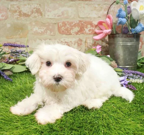 Male Maltese puppy for sale at Puppy Station GA.