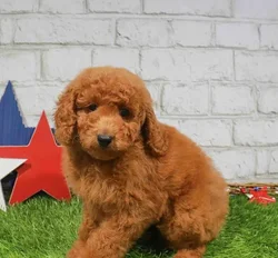 Female Goldendoodle Mini 2Nd Gen puppy for sale at Puppy Station GA.