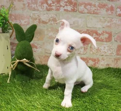Male Chihuahua puppy for sale at Puppy Station GA.