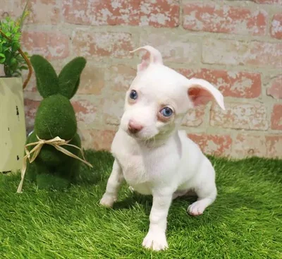 Male Chihuahua puppy for sale at Puppy Station GA.