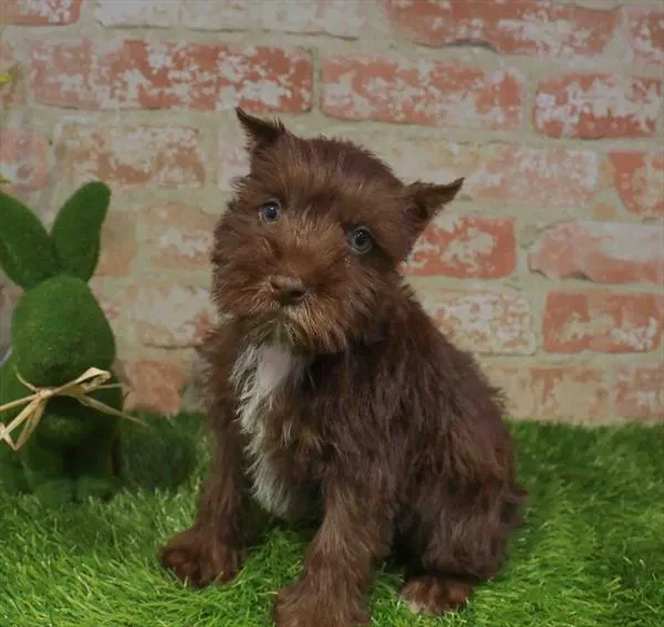 Male Mini Schnauzer puppy for sale at Puppy Station GA.
