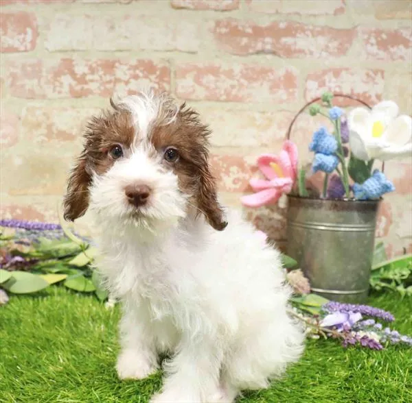 Male Schnoodle puppy for sale at Puppy Station GA.
