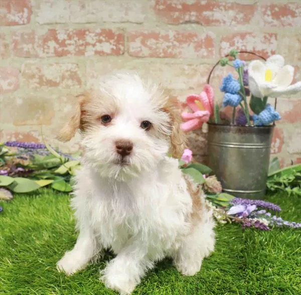 Female Schnoodle puppy for sale at Puppy Station GA.