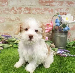 Female Schnoodle puppy for sale at Puppy Station GA.