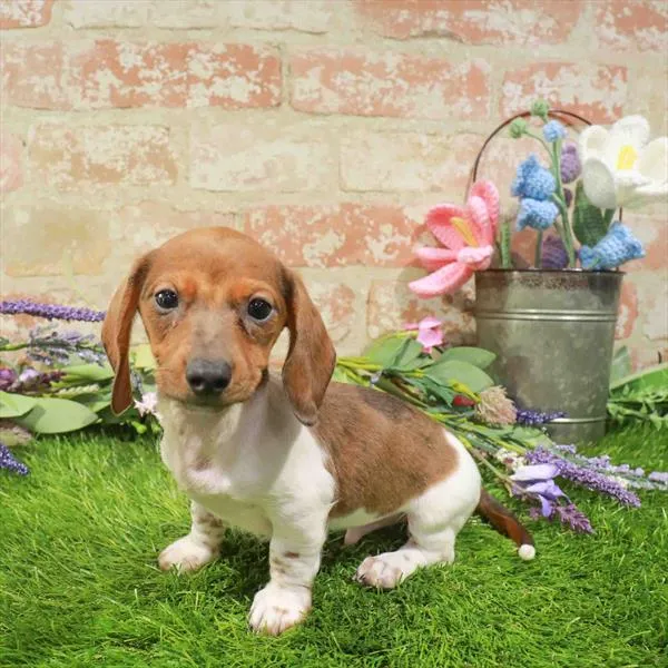 Male Dachshund puppy for sale at Puppy Station GA.