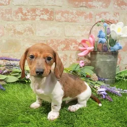 Male Dachshund puppy for sale at Puppy Station GA.