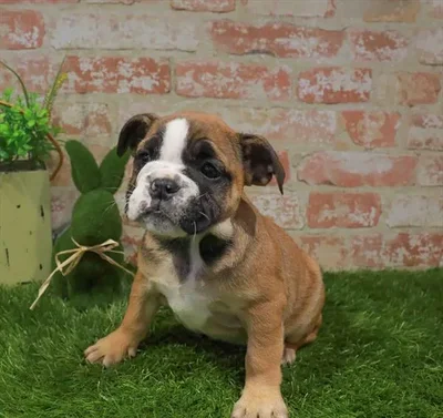 Female English Bulldog puppy for sale at Puppy Station GA.