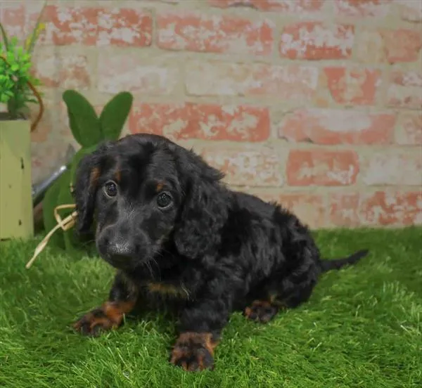 Male Dachshund puppy for sale at Puppy Station GA.