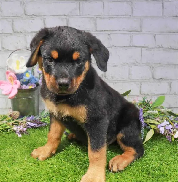 Male Rottweiler puppy for sale at Puppy Station GA.