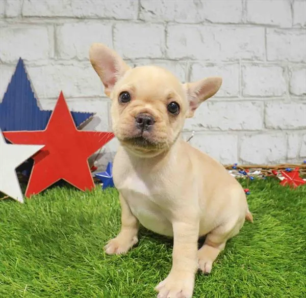 Female French Bulldog puppy for sale at Puppy Station GA.