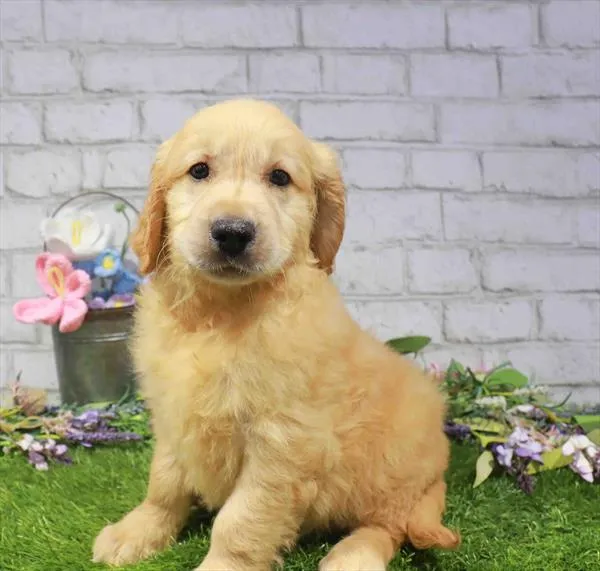 Male Golden Retriever puppy for sale at Puppy Station GA.