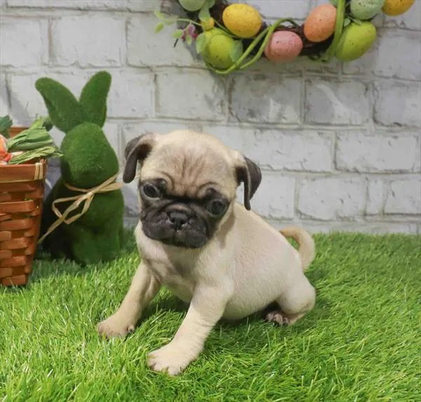 Male Pug puppy for sale at Puppy Station GA.