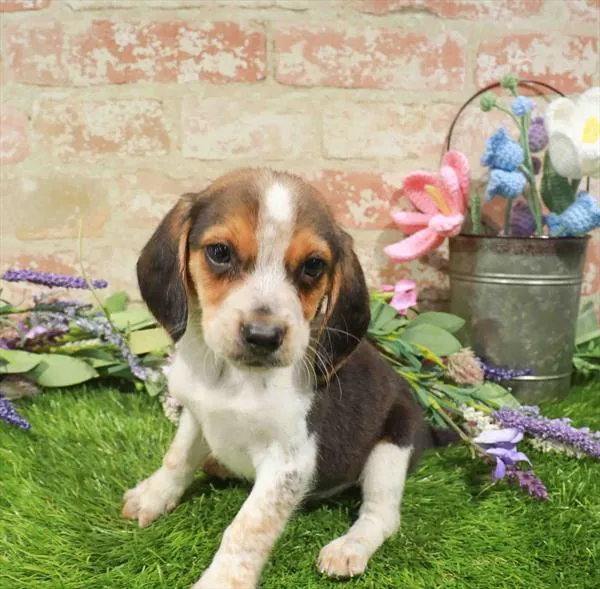 Male Beagle puppy for sale at Puppy Station GA.