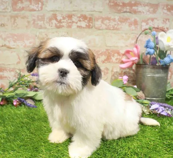 Male Lhasa Apso puppy for sale at Puppy Station GA.
