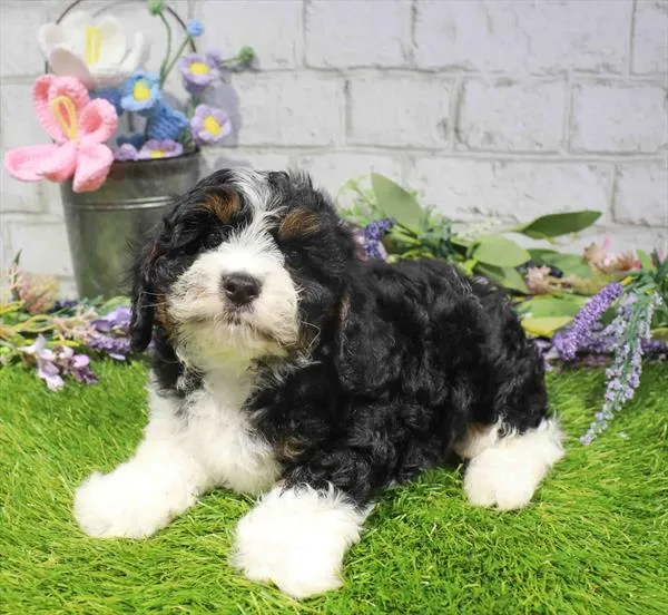 Male Cavapoo puppy for sale at Puppy Station GA.