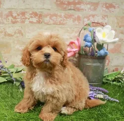 Female Shipoo puppy for sale at Puppy Station GA.