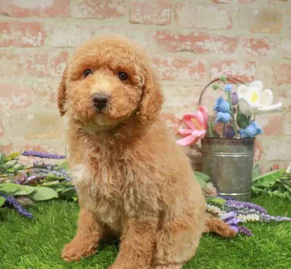 Female Bichapoo puppy for sale at Puppy Station GA.