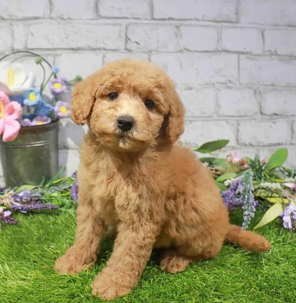 Female Goldendoodle Mini 2Nd Gen puppy for sale at Puppy Station GA.