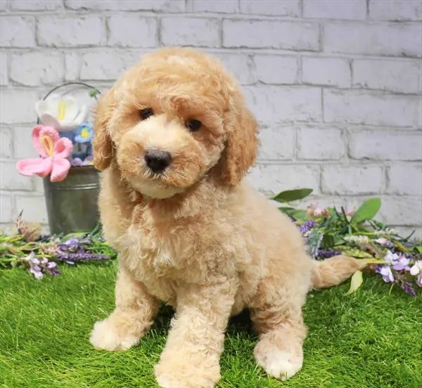 Female Cockapoo puppy for sale at Puppy Station GA.