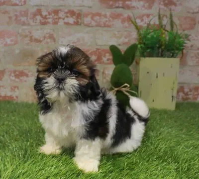 Male Shih Tzu puppy for sale at Puppy Station GA.
