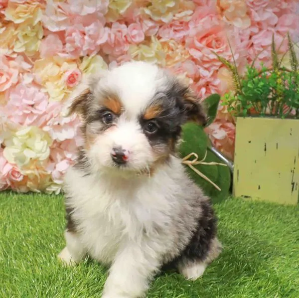 Male Mini Aussiedoodle puppy for sale at Puppy Station GA.