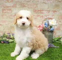 Male Mini Poodle puppy for sale at Puppy Station GA.