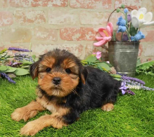 Male Yorkie puppy for sale at Puppy Station GA.