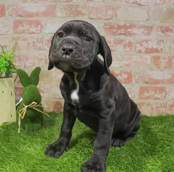 Female Cane Corso puppy for sale at Puppy Station GA.