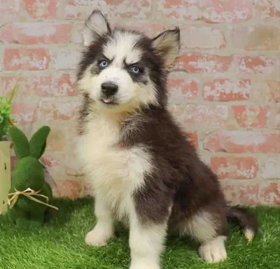 Male Siberian Husky puppy for sale at Puppy Station GA.