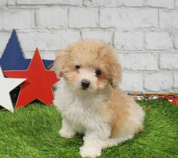 Female Maltipoo puppy for sale at Puppy Station GA.